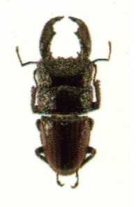 bug